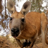 Australien Känguru Symbol quadrat Foto iStock Witte Art de